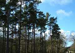 Delamere
                        Forest Park