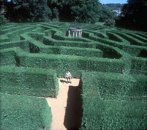 Amazing Hedge