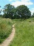 Hackney Marshes