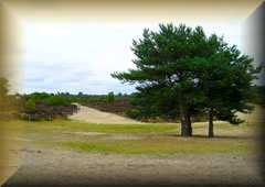 Frensham
                Common